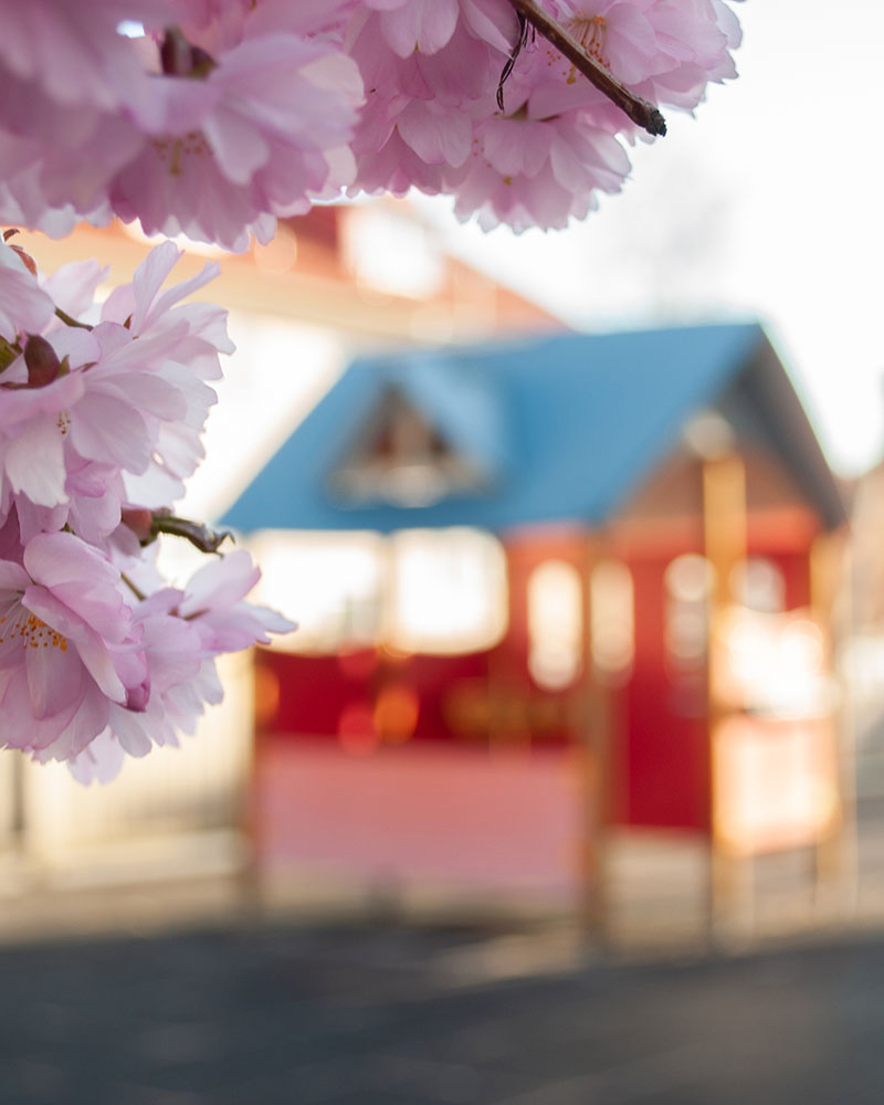 Pink blossoms in focus with a colorful playground unit blurred in the background.